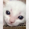 赤ちゃん猫の『成長過程』をまとめた結果…変化の様子が尊すぎると2万5…