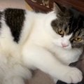 離さニャイ！飼い主さんの足を甘噛みしちゃう猫ちゃん♡