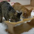 猫ちゃん達のために新しい食器セット♪どんな反応する？