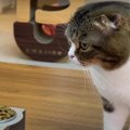 山盛りキャットフードをもらった猫さんたち！どんな反応をする？