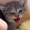 『倉庫下にいた痛々しい状態の子猫』が保護された結果…幸せをつかむまでの…