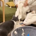 毛布の中にぬいぐるみを隠したパパ→猫に『イタズラ』を仕掛けた結果……