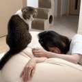 猫が『疲れて爆睡するママ』を起こそうとした結果…『可愛すぎるオチ』…