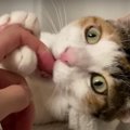 美味しい？猫ちゃんの気まぐれカミカミゲーム