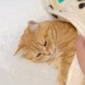 飼い主さんがそっと猫に『毛布』をかけてあげると…もん絶必至の『尊すぎる…