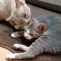 「お兄ちゃんって大変だにゃ」頑張って子猫のお世話を焼くお兄ちゃん…