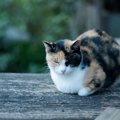 三毛猫が海外でも人気な理由と有名な猫たち