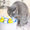 LAYLAの１２猫占い【6/8〜6/14】のあなたと猫ちゃんの運勢