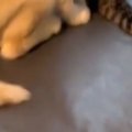 窓のほうを見たら、『新入りの子犬と先輩猫』が…思わず笑顔になる『尊すぎ…