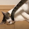 『ニャンで？』猫ちゃんのお顔に猫ちゃんのアレが？！