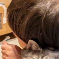 男の子に抱きしめられた猫→『表情』を見たら……笑ってしまう『まさかの光景…