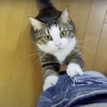 抱っこはみずからつかみ取る！猫ちゃん本気のクライミング