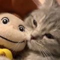 ぬいぐるみを抱えたまま『寝落ちしそうな子猫』を見ていると…微笑まず…