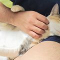 猫の疲れを癒す『身体のツボ』4つ！効果が高まるマッサージの方法は？