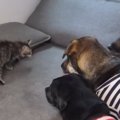３頭の犬が暮らすおうちにやってきた『新入りの猫』→ソファの上にいると……