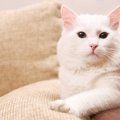 猫も『しゃっくり』するの？その原因4つと見分け方、注意点を紹介