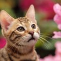 猫を『変顔』にさせちゃうモノ4選！フレーメン反応はなぜ起こるの？