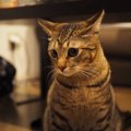 猫だって照れる！恥ずかしがっている猫の仕草３つ