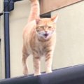 3年半迎えを待ったボス猫を保護したら…あまりにも『悲しい顔』が16万1…