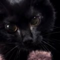 初めて本気で威嚇してきた黒猫→『フォルム』が変化して……まさかの光景…