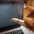 猫に見せる動画を猫ちゃんに見せてみたら…プチハプニング発生？！