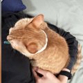 飼い主の体の上に前足を乗せる猫→とっても『近い距離』で……『尊い光景』に…
