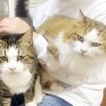 パパの膝に登って甘える猫→同居猫もやってくると…幸せいっぱいな『微笑ま…