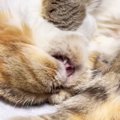 猫の寝言『ムニャムニャ』を撮ってみたら…可愛すぎる寝姿に143万再生…