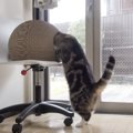 猫に『かまくら型のベッド』プレゼントしたら…似合いすぎな光景があま…