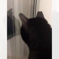 リビングから『とてつもない猫の叫び声』→いるの誰か？と聞いてみたら…ま…