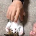 子猫のこちょこちょパーは破壊的に可愛い♡