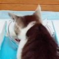 子猫にウェットフードをあげたら…関西弁でごはんを絶賛し始める『衝撃の光…
