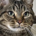 『キャットタワーにいる猫』を見たら…まるで人間の赤ちゃんのような格好に…
