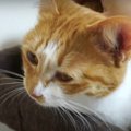 ドタバタ音に怯える猫ちゃんをモフってなだめる