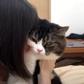 猫吸いで幸せな飼い主さん♡猫ちゃんたちの反応は？