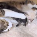 母猫の偉大な愛！保護された子猫たちを受け入れ育て始めてくれた猫に…