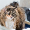 猫が『低い声』で鳴く時に訴えていること5つ