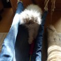 愛猫に流木でハンモックを作ってみた！