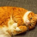 保護施設にやってきたのは、体重12キロの『甘ったれ巨漢猫』！目下減…