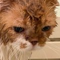 寝ているところ突然『お風呂』に連れていかれて…猫が見せた『感情ダダ漏れ…