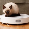 猫が『お掃除ロボット』に乗りたくなる4つの理由