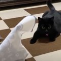 マタタビシートで黒猫さんがパワフルになった！