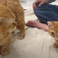 親子猫劇場～爪切り編～　ゆる〜い抵抗のパパ猫さんと戯れ子猫ちゃん