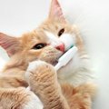 猫の『口内ケア』が欠かせない3つの理由　放置で起こりうるトラブルや正し…