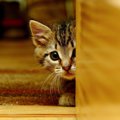 実は愛猫を悩ませているかも…猫を『不安にさせる』飼い主のダメ行動4選