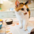 【獣医師監修】猫へのちくわは塩分過多に！あげる量に注意