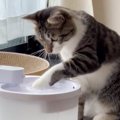 『自動給水機に興味津々な猫』を見ていると…思わず笑っちゃう『可愛い…