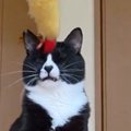 ちょっぴり『鈍臭い猫』が動くおもちゃをパンチしようとしたら…つい笑って…
