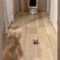 家で『初めてのボウリング』→ボールを投げたら、『猫』が乱入してきて…