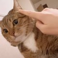 甘えてきた猫に『顔でかいね』と言ってみた結果…まさかすぎる反応に爆笑す…